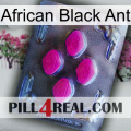 African Black Ant 02